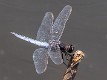 Crocothemis nigrifrons male-3438